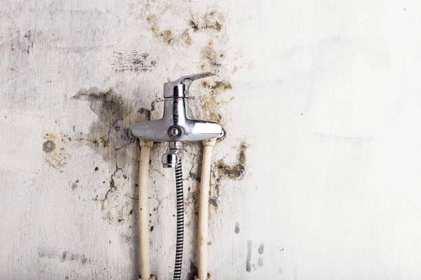 Best Commercial Mold Removal  in Farmington, PA