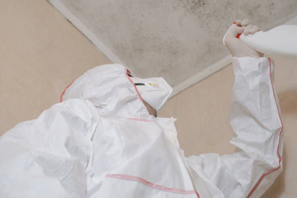 Best Black Mold Removal  in Farmington, PA