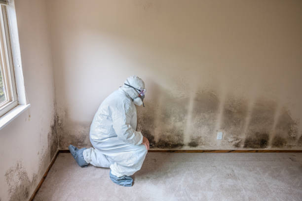 Best Mold Damage Repair  in Farmington, PA