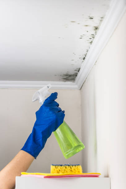Best Mold Cleaning Services  in Farmington, PA